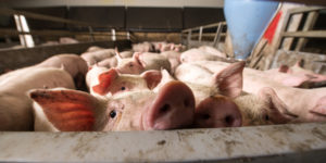 hog barn consolidated animal feeding operation