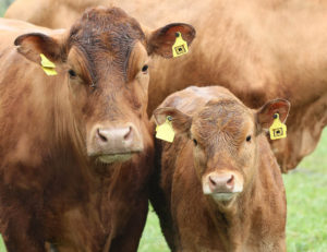 RFID tagged cattle