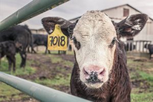 ranch calf sold checkoffq